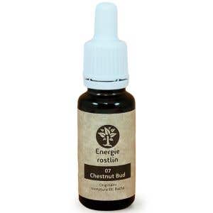 Energie rostlin Bachové esencie 7 - Chestnut Bud Esencia vhľadu 20 ml