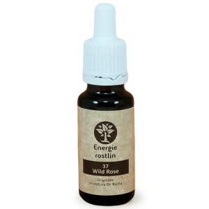 Energie rostlin Bachové esencie 37 – Wild rose Esencia chuti do života 20 ml